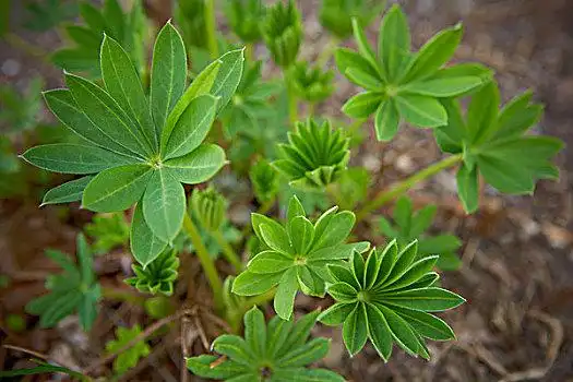 羽扇豆,叶子,安大略省,加拿大