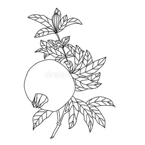 小学生石榴树简笔画