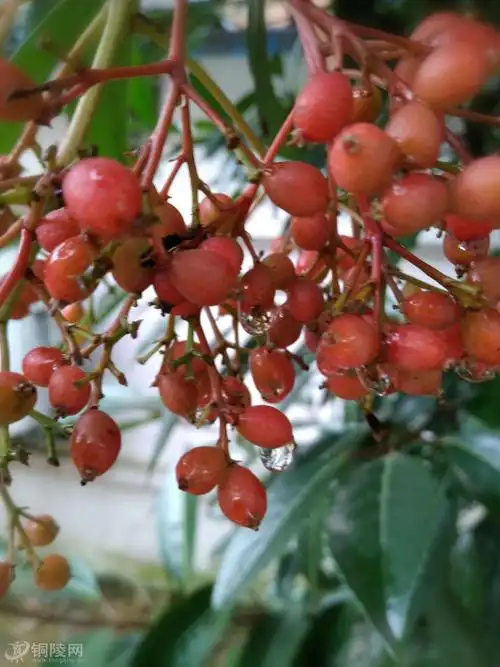 雨后的珊瑚树果子,格外得娇艳动人!