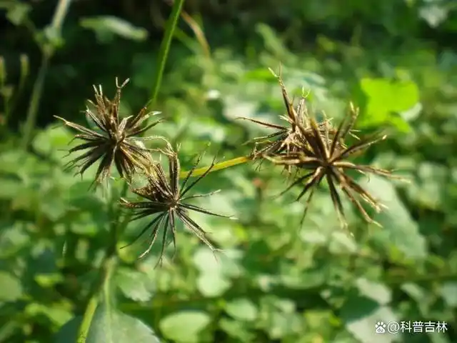 万物有灵|其貌不扬神通广——鬼针草
