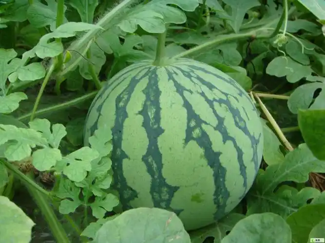 东台西瓜早春红玉特小凤京欣8424