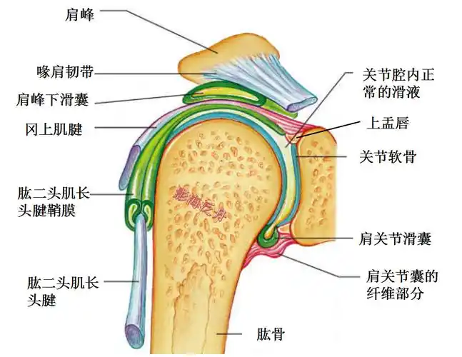 由于肱二头肌长头腱和冈上肌肌腱均走行于肱骨头上方,不仔细看的话会