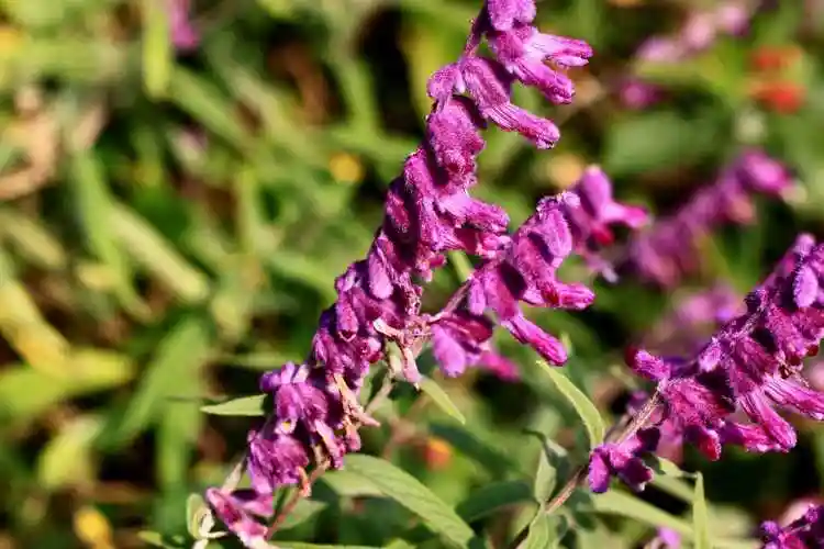 墨西哥鼠尾草唇形科鼠尾草属