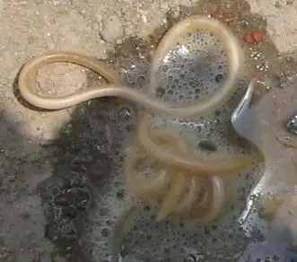 狗狗拉肚子怎么办?找到具体原因再对症治疗