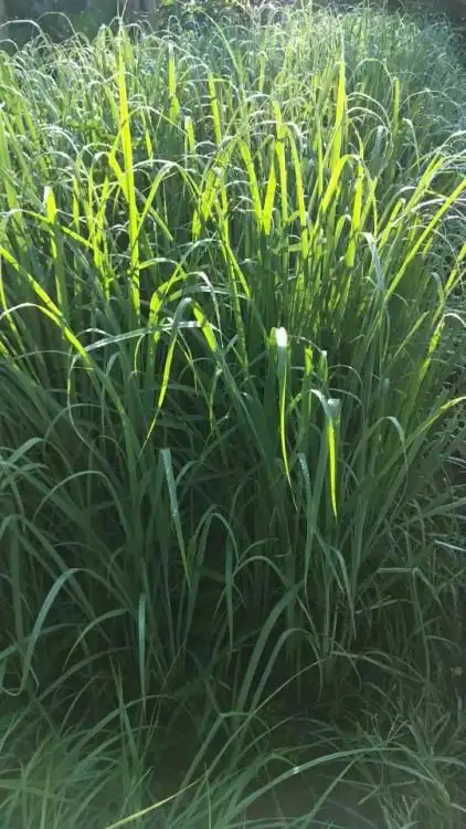 【香茅草苗】柠檬香茅,也叫柠檬草,分株苗,袋苗有售13928208009