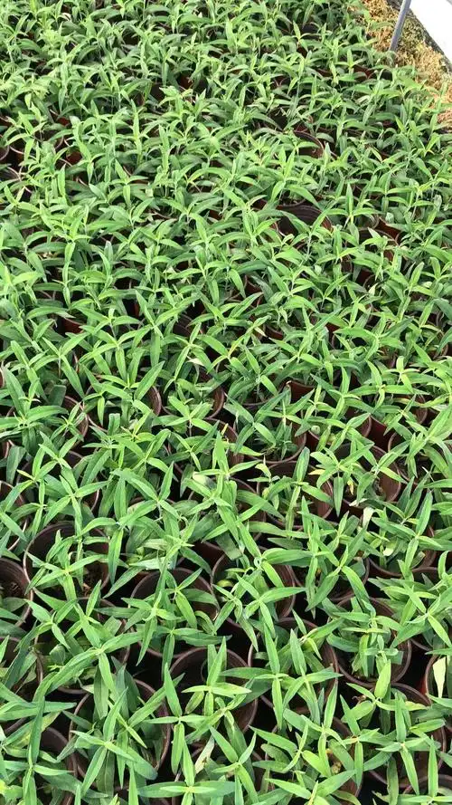 鼠尾草苗圃直供价格优惠,鼠尾草大量批发