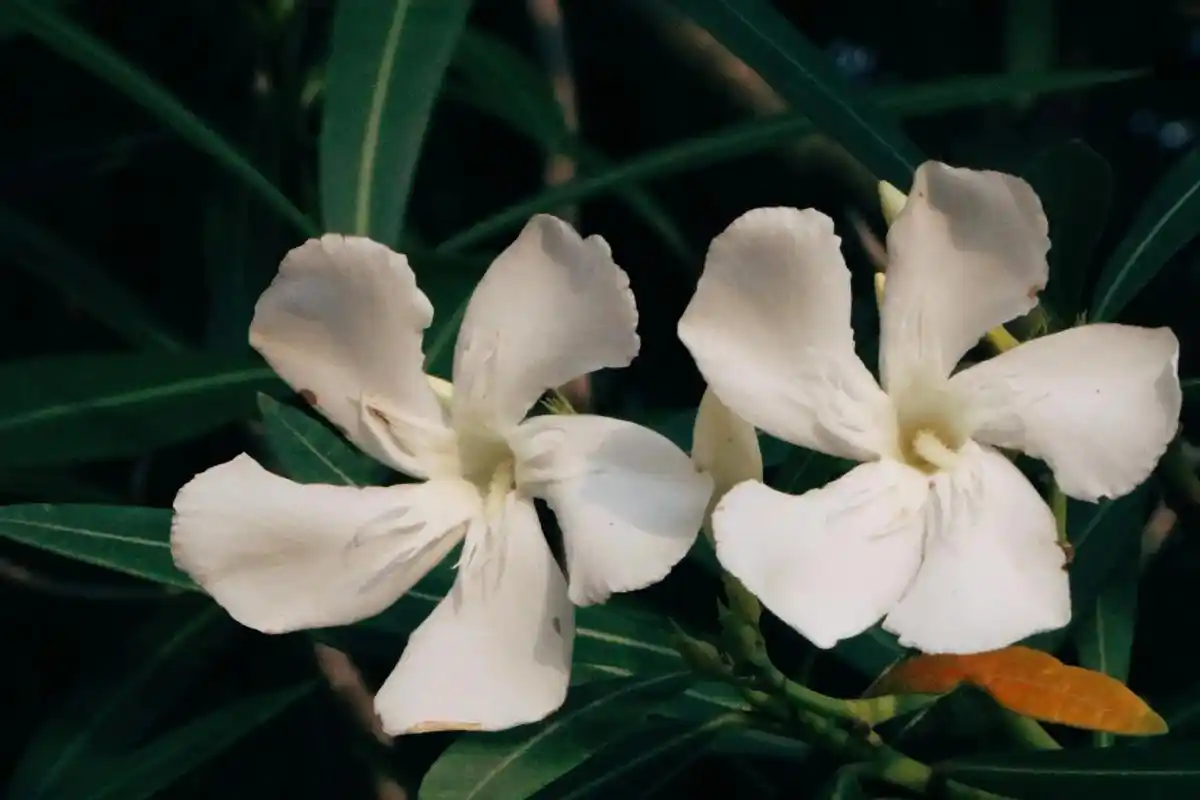 夹竹桃～此花有毒～ #微距摄影 路边拍摄 - 抖音