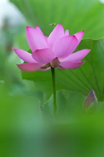 荷花篇—清香淡雅.出污泥而不染