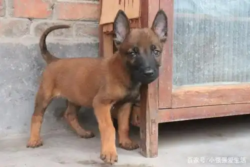 帮粉丝代购的39天的小红马犬,可爱,调皮