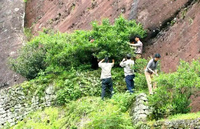 武夷山大红袍母树