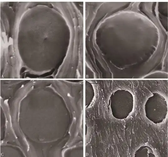 柽柳植物幼株茎和根木质部纹孔膜sem图像