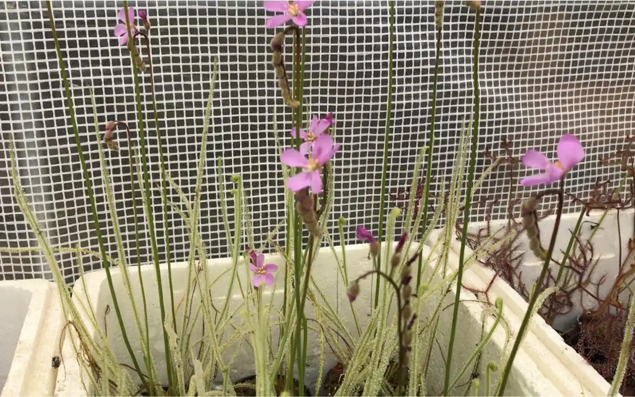 食虫植物基地里面的茅膏菜开花一起认识下绿丝叶茅膏菜