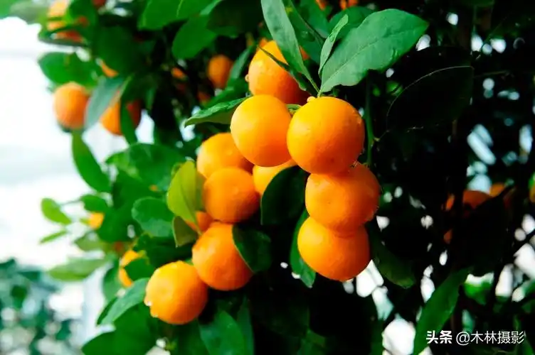 金桔都是广东一带最好的贺岁物品,金桔树可以作为贺礼,拜年用的的果篮