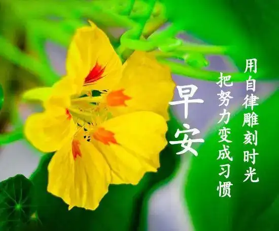 上午好图片带文字表情包问候语漂亮的带字祝福图片精选