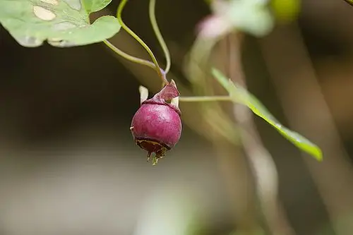 行走乡村:金钱豹果实