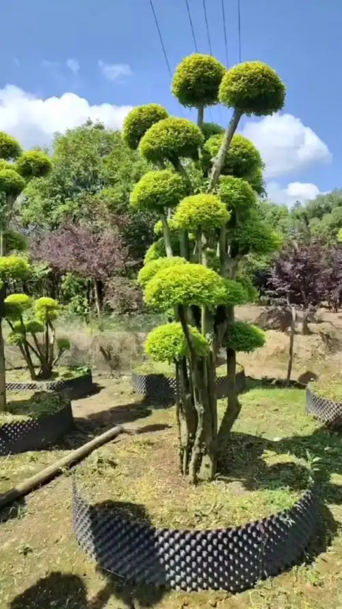 造型亮晶女贞是园林绿化工程景观树首选