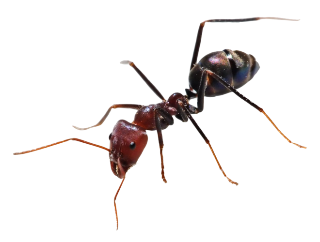 蚂蚁图片