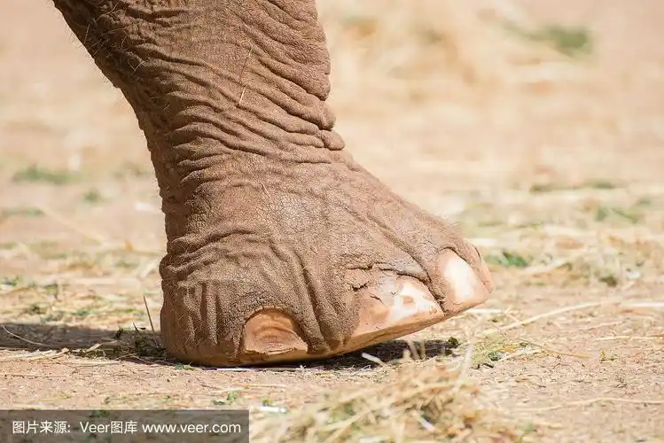 大象腿的特写肖像.