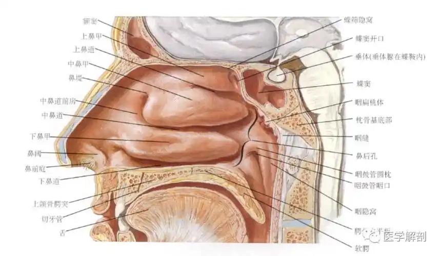 具体指以筛漏斗为中心的附近区域,包括筛漏斗,钩突,半月裂,中鼻甲,中