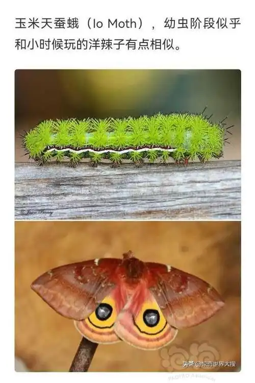 16张毛毛虫变成蝴蝶的前后对比照.-图8