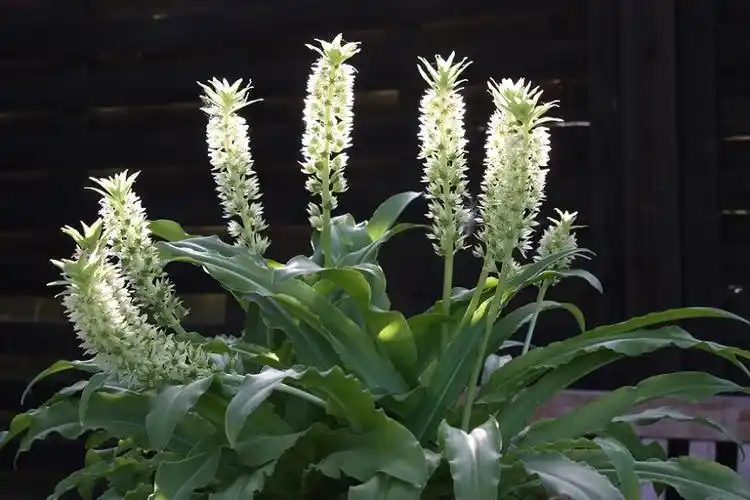 凤梨百合(eucomis)