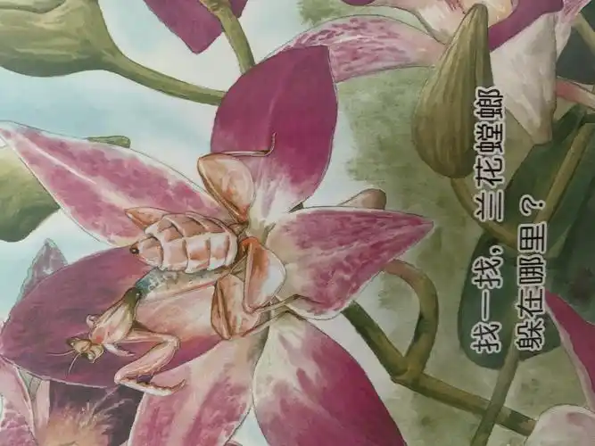 兰花螳螂仿佛和兰花结为一体了!