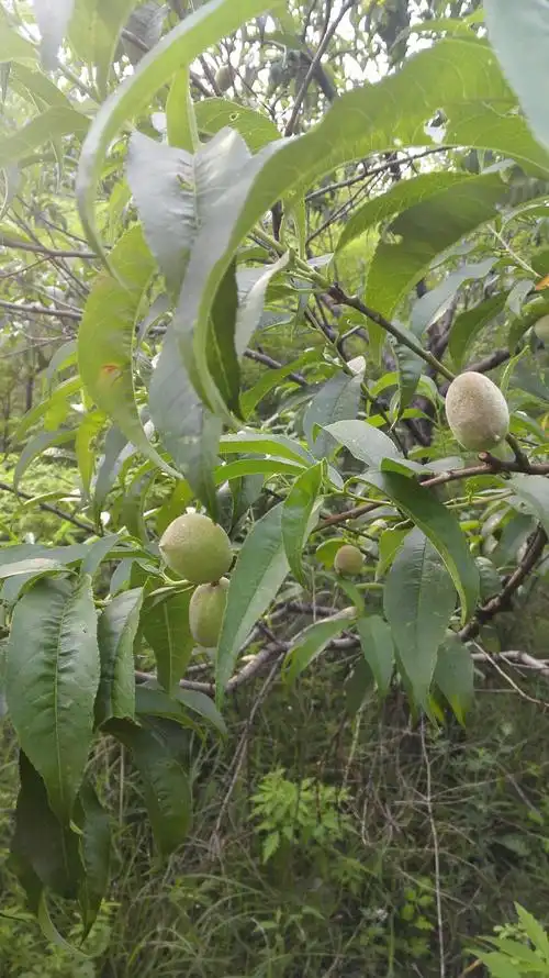 这才是不好看不好吃的野生小毛桃.