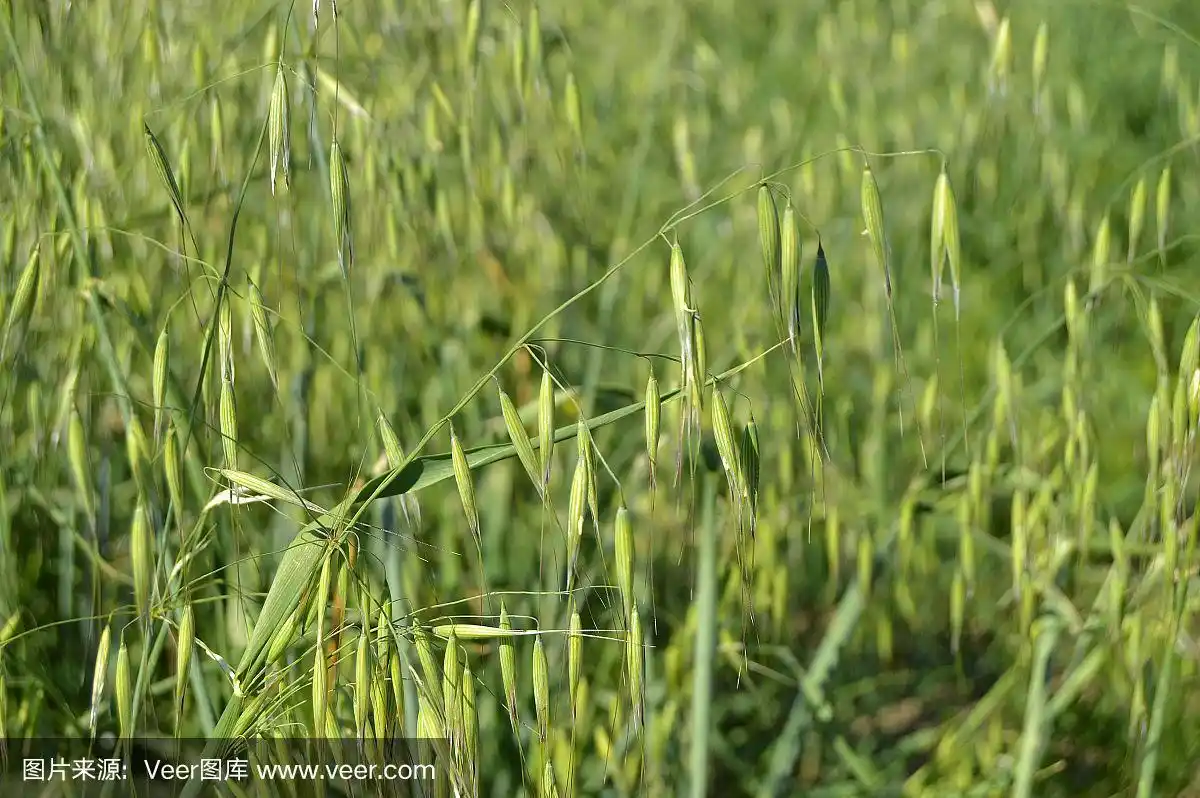 燕麦田,绿色的燕麦植物田,燕麦植物图像从谷类
