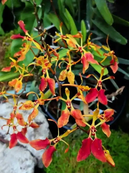 在上海植物园展览温室(一)内,云南火焰兰正值盛花期.