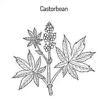 蓖麻,药用,草药,植物,矢量,插画