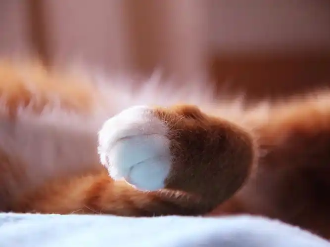 猫爪,可爱,萌,安静,萌宠猫爪壁纸图片