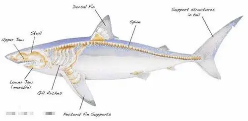 七个关于鲨鱼的冷门小知识