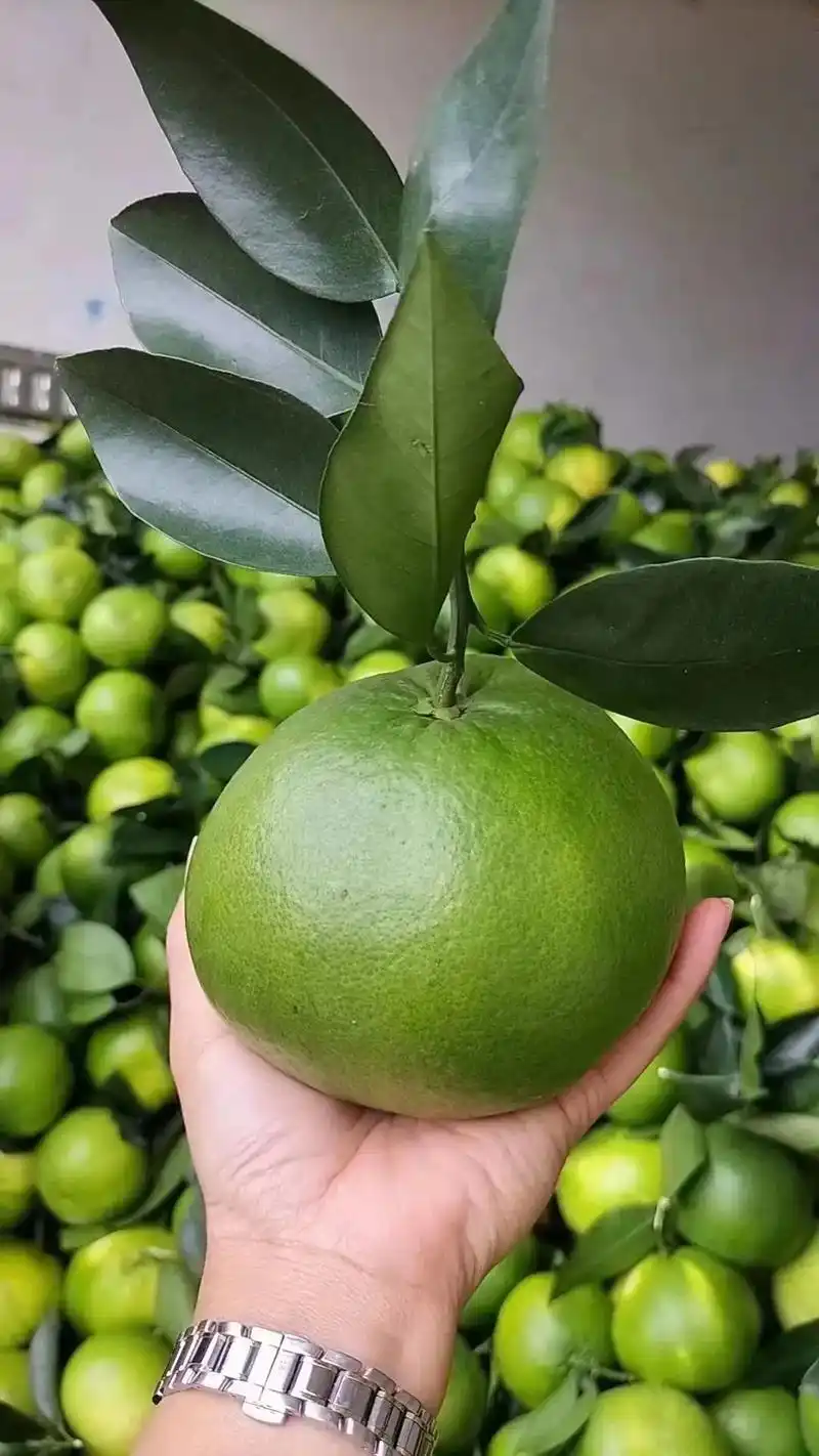 青皮葡萄柚精品中的极品