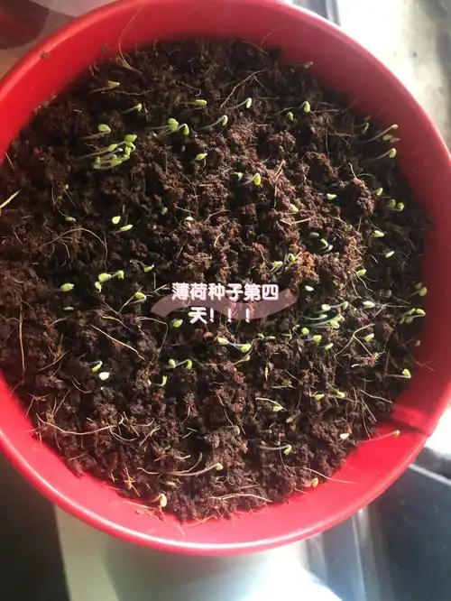 薄荷种子第四天终于发芽啦