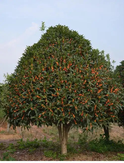 房屋东边种什么树风水好_种什么树能改变风水_农村门口种什么风水树