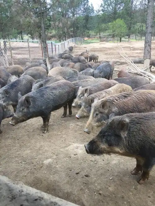 恩施野猪与山地土猪杂交的富硒散养野猪,肉质口感不一般