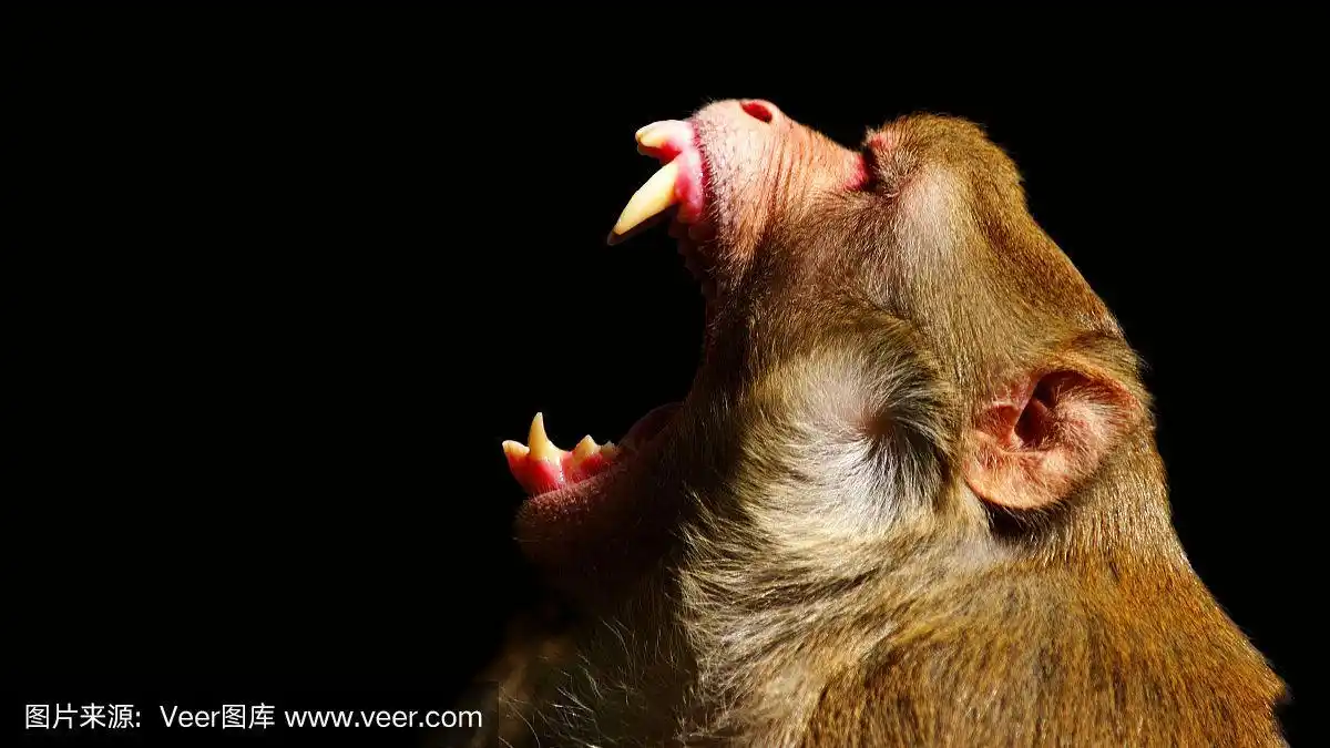 愤怒的猴子