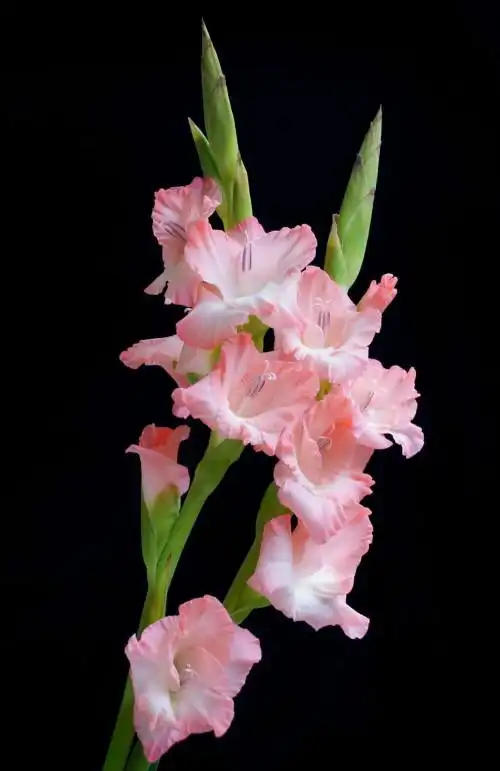 剑兰的花语寓意及作用