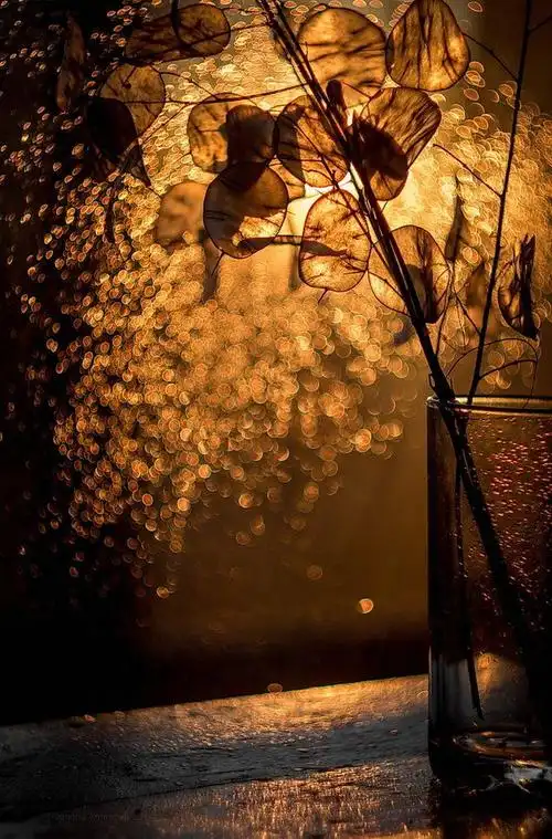 治愈系静物摄影集 记录下简约唯美的时光_组图-蜂鸟网