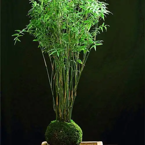 盆景米竹苗凤尾竹观音竹u观赏竹子庭院客厅阳台小型竹子凤尾竹