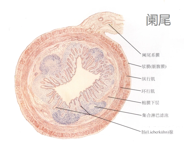 它的结构是和胃,肠基本相同,由粘膜,黏膜下层,肌层和浆膜组成