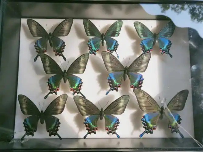 2年就采集到一个夏型上翅翠绿色,下翅色彩绚丽,非常漂亮#蝴蝶标本