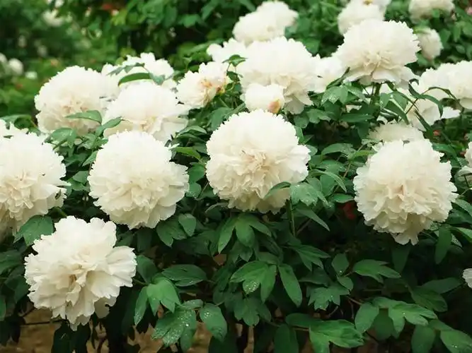 白雪塔白色牡丹花