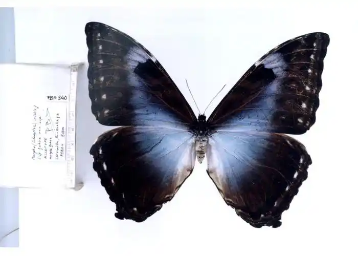 p>月神闪蝶卡瓦亚种, i>morpho cisseis gahua  /i>(blandin, 1988)
