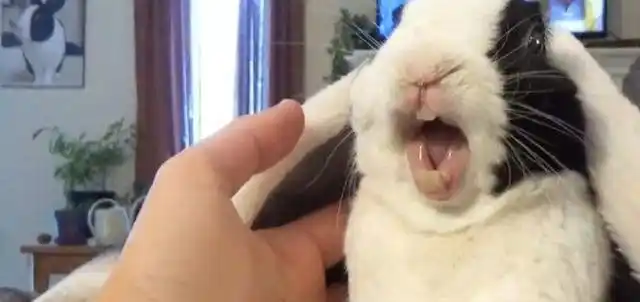 兔子急了也会咬人是什么意思