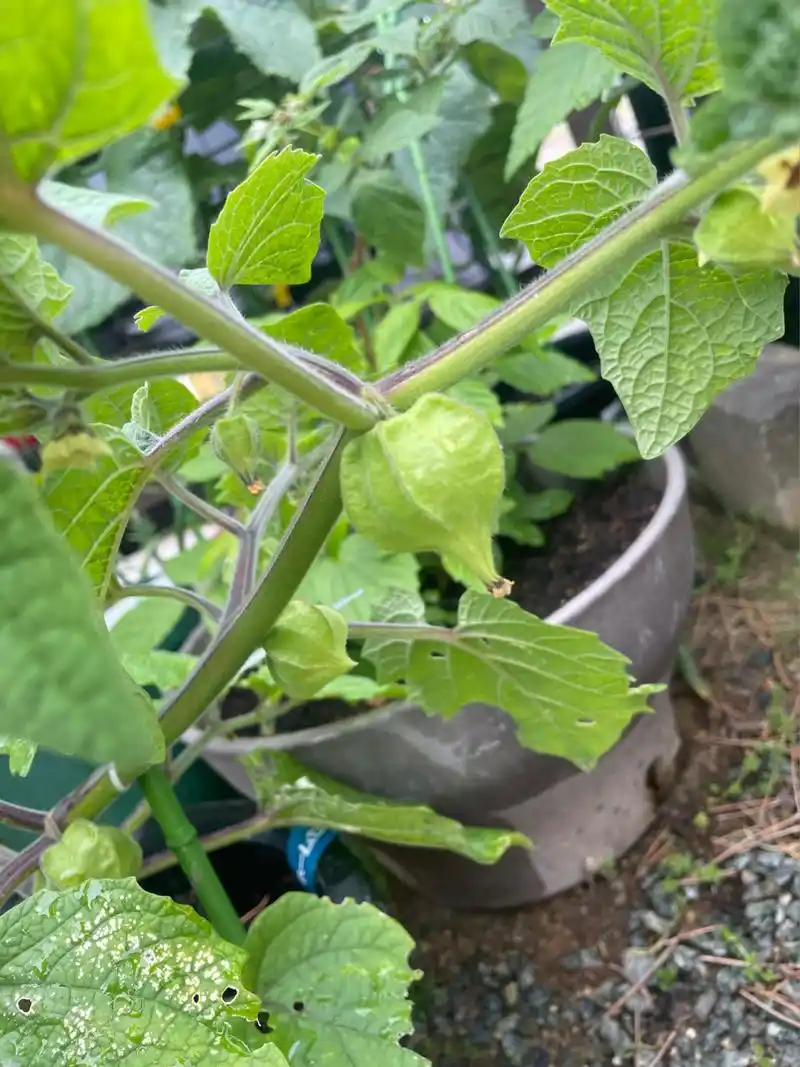 姑娘果 灯笼果 这个苗很赞 一个月时间就结了很多了 一株可以接100颗