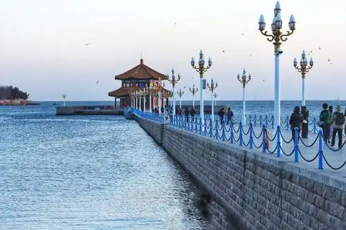 美丽的青岛栈桥海鸥