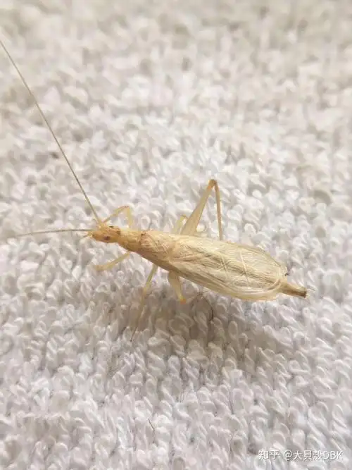 聊发写意竹蛉这玩意儿