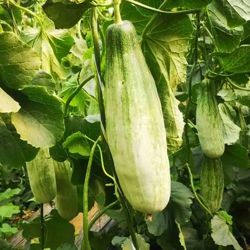 山东羊角蜜甜瓜水果新鲜小密瓜绿皮瓜应季 5斤