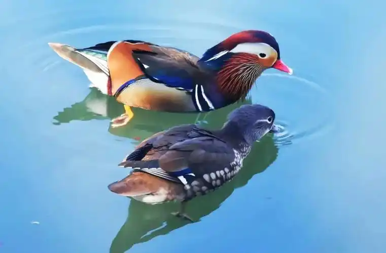 鸳鸯锦机争织样歌曲爱呼名